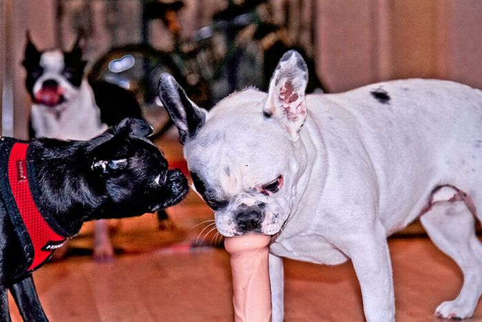 Фаллоимитаторы Животных