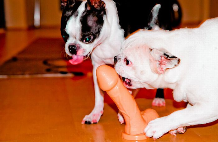 Фаллоимитаторы Животных Купить