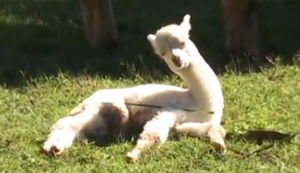 Alpaca kämpft gegen die Müdigkeit